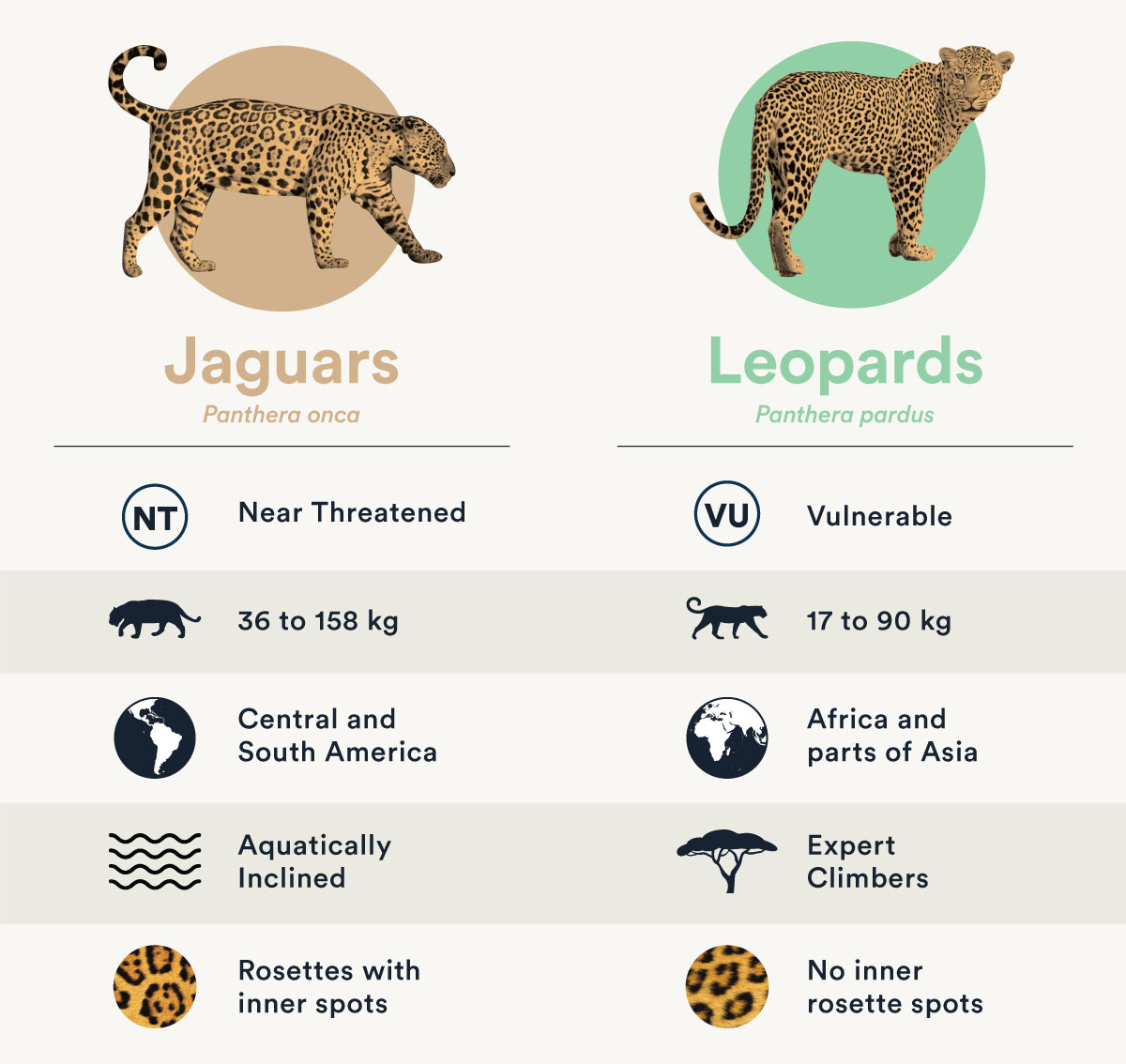 Chart showing the differences between jaguars and leopards